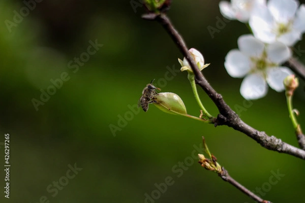 Fototapeta Natural background with the white flowers in bloom and a bee in the middle in a flower bud . Horizonal photo