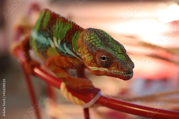 Obraz Close-up Chameleon