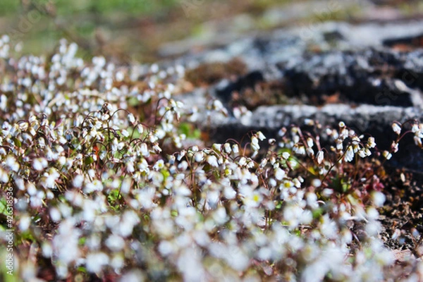 Obraz flower in spring 
