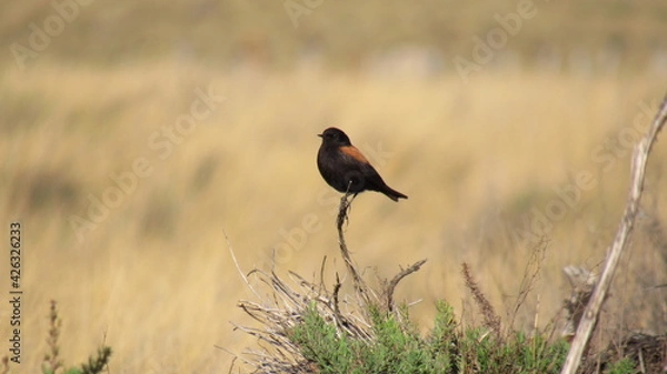 Obraz BLACK AND RED BIRD 