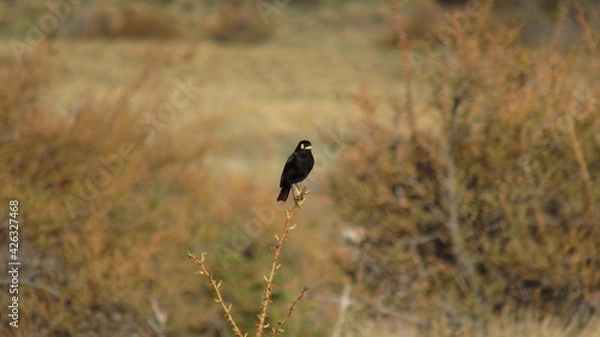 Obraz PIQUITO DE PLATA 