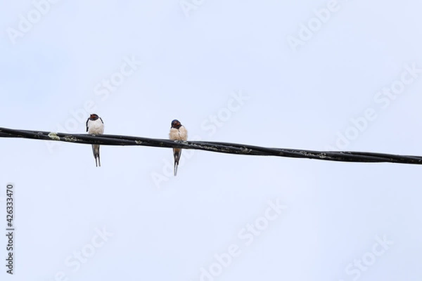 Fototapeta Two swallows (Hirundo rustica) perched on a wire