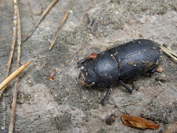 Fototapeta Dorcus parallelipipedus, the lesser stag beetle (female) on the ground.