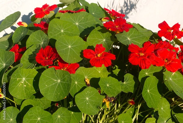 Obraz flower nasturtium