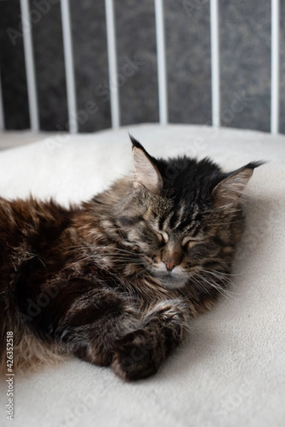 Fototapeta Sleeping cat