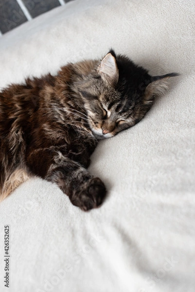 Fototapeta Sleeping cat