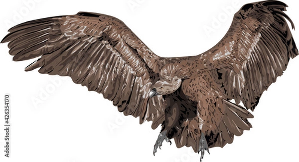 Fototapeta Vulture flying  - stylized vector art