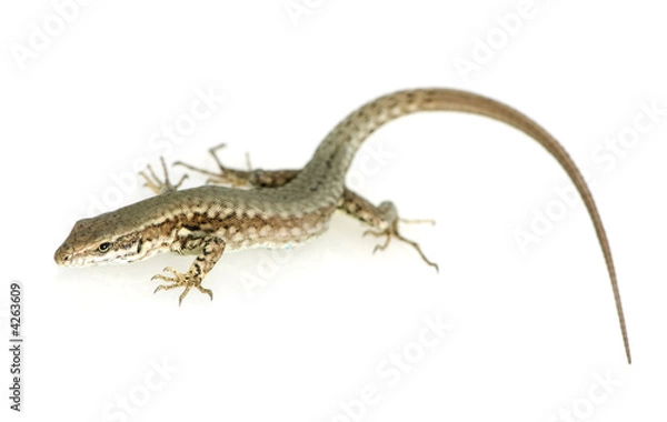 Obraz Italian wall lizard