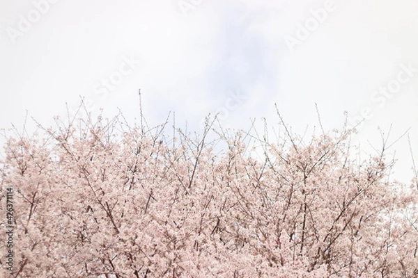 Obraz 桜