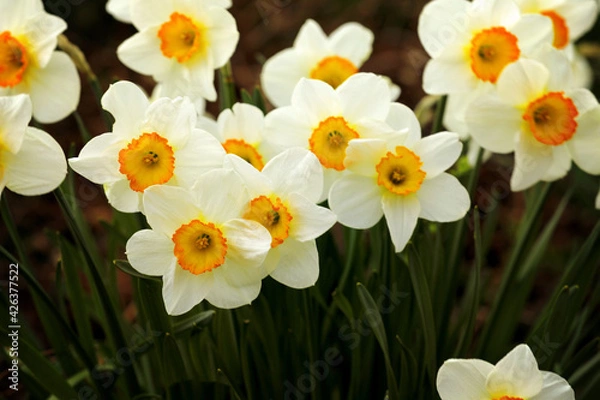 Fototapeta Yellow blooming daffodils at Easter
