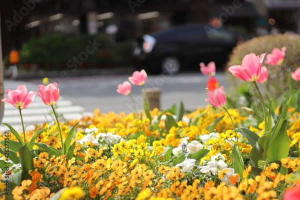 Obraz 揺れるチューリップ