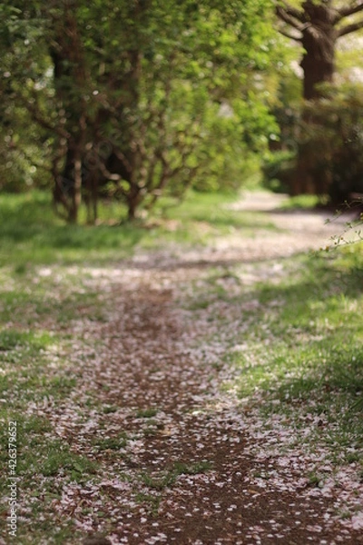 Obraz 落ちた花びら