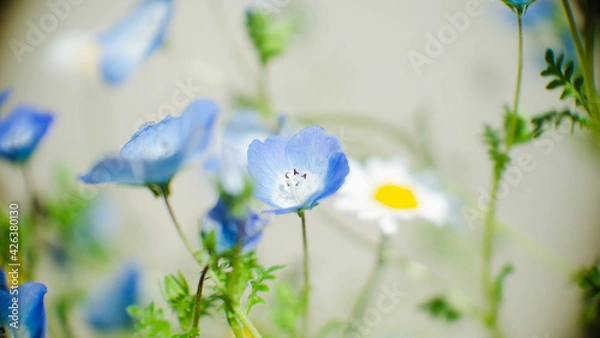 Fototapeta ネモフィラ