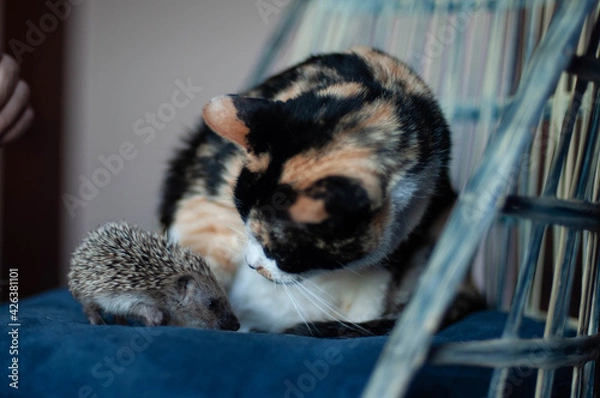 Obraz Curious cat and hedgehog together