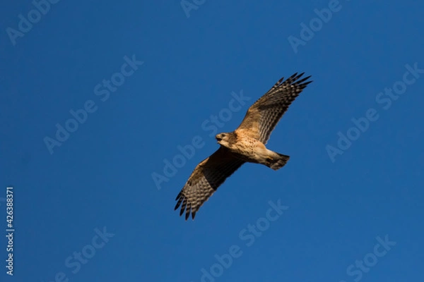 Fototapeta red-shouldered hawk (Buteo lineatus) 