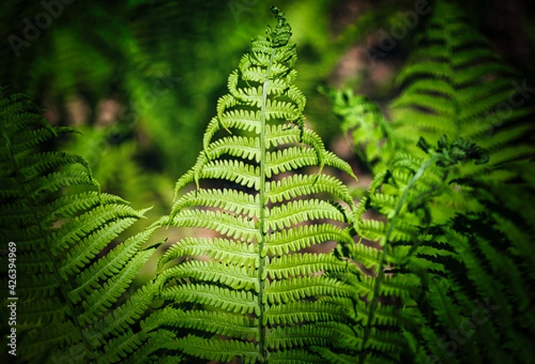 Fototapeta Athyrium filix-femina, the lady fern or common lady-fern has delicate, bright green, filigree leaves.  Beautiful natural pattern of the vivid green lush fern thickets close-up. Plant background.