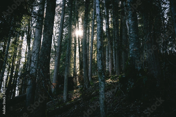 Obraz Sunshine in the Forest