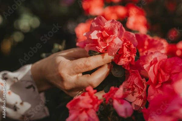 Obraz red rose in the hands