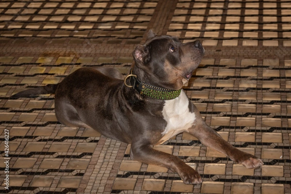 Obraz Dog lying on tile floor
