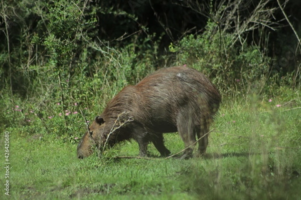 Fototapeta Carpincho