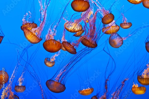Fototapeta jelly fish in the blue ocean