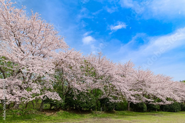 Fototapeta 満開の桜並木(東伊豆クロスカントリーコース)