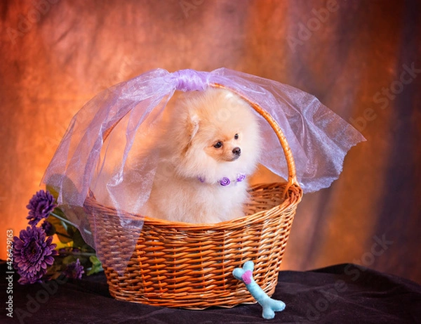 Obraz a white fluffy puppy with a veil sits in a basket