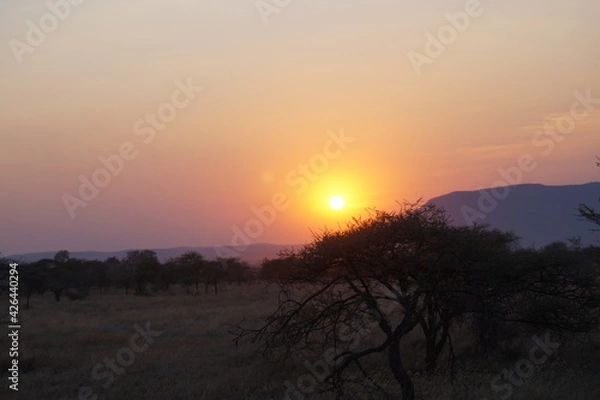 Obraz feel the african sun