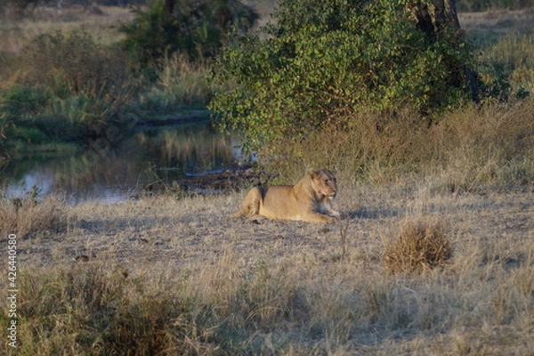 Obraz Lion in the wild