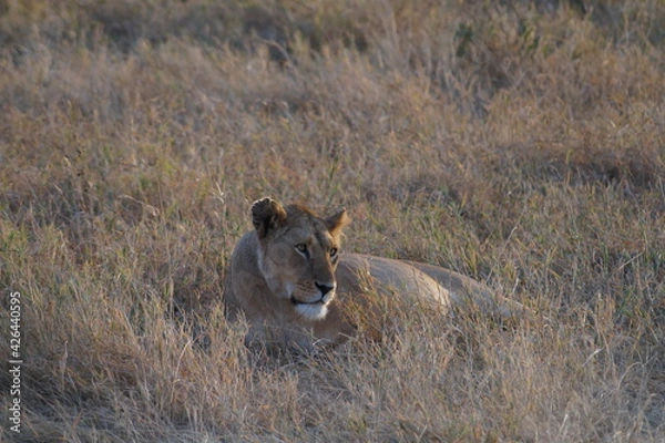 Obraz Lion in the wild