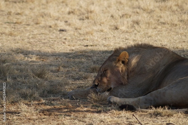 Obraz Mittagsschläfchen