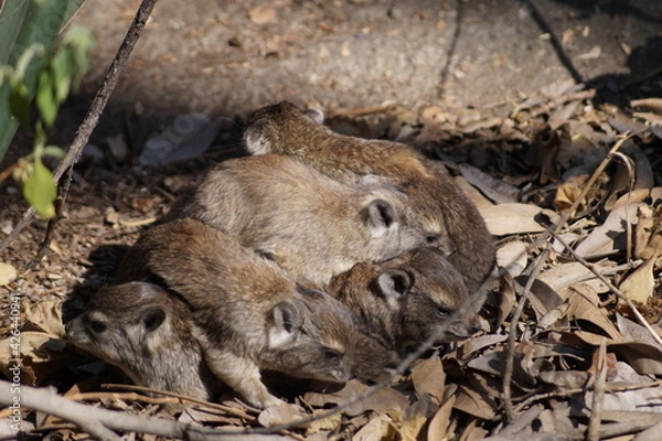 Obraz Who knew there name?