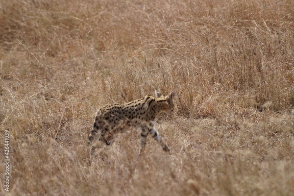 Obraz rare serval