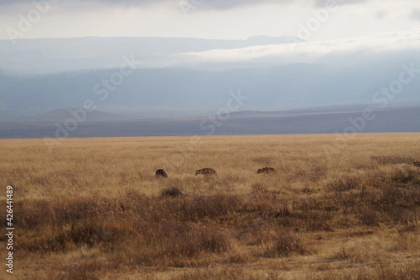 Obraz hyenas