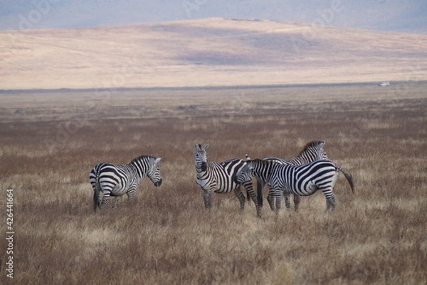 Obraz black and whithe