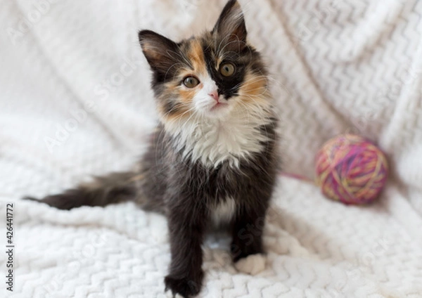 Fototapeta A cute little brown kitten sits on a white blanket and looks at you. Next to it is a ball of thread. He has a funny half-black, half-white nose. it is tricolor.