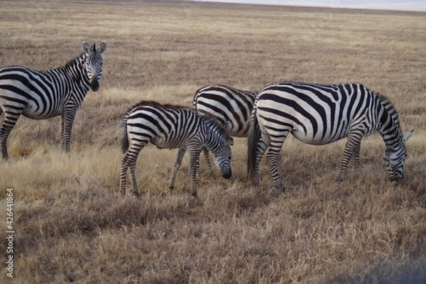 Obraz black and whithe