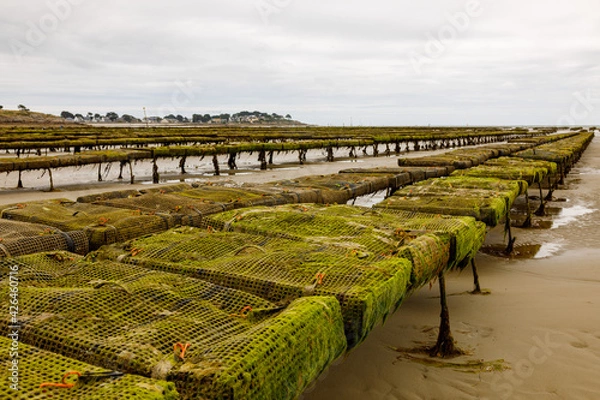 Obraz oyster farm