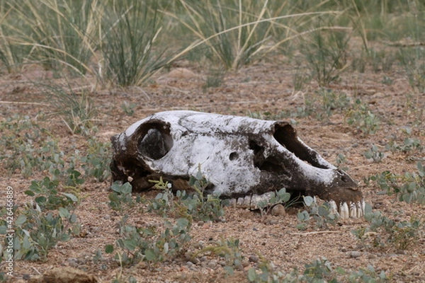Fototapeta Beautiful landscape of Mongolia. Untouched nature in summer with grass and flowers. Mongolia, yurt, nomads, pastures, skull, camel.