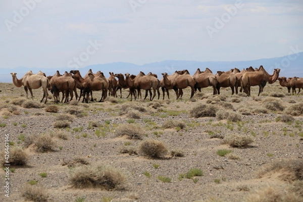 Fototapeta Beautiful landscape of Mongolia. Untouched nature in summer with grass and flowers. Mongolia, yurt, nomads, pastures, skull, camel.