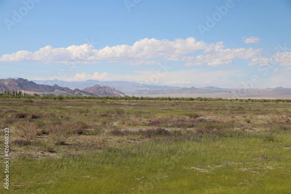 Fototapeta Beautiful landscape of Mongolia. Untouched nature in summer with grass and flowers. Mongolia, yurt, nomads, pastures, skull, camel, path, road in the dunes.