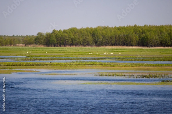 Obraz Biebrza river view next to forest