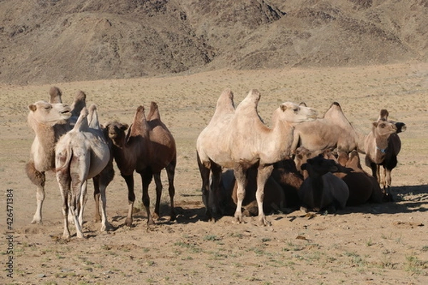 Fototapeta Beautiful landscape of Mongolia. Untouched nature in summer with grass and flowers. Mongolia, yurt, nomads, pastures, skull, camel, path, road in the dunes, desert, Asia,
