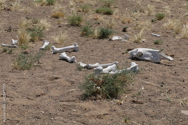 Fototapeta Gobi Desert. White skeleton of a camel.