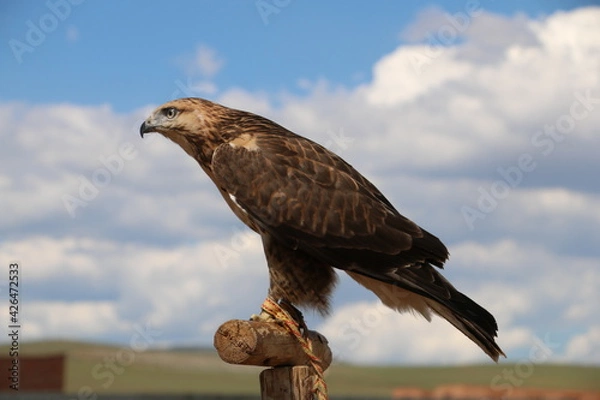 Fototapeta A hawk flies in the Mongolian desert.