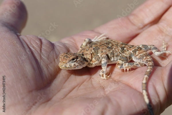 Fototapeta Beautiful landscape of Mongolia. A lizard runs in the Gobi Desert in Mongolia.