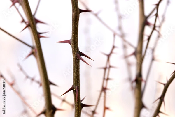 Obraz колючий кустарник