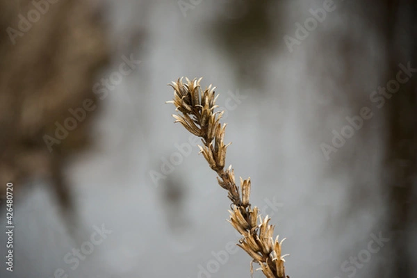 Obraz Plants growing in a field in early spring