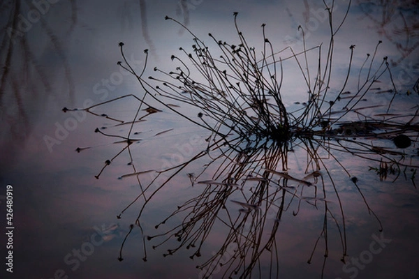 Obraz Wild dried up grass in a bog