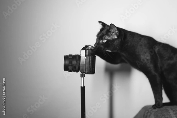 Obraz The cat and the camera.